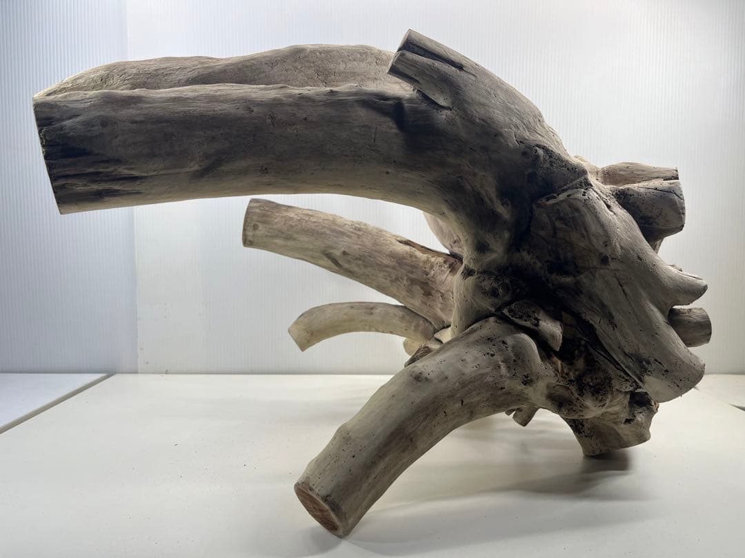 V64大型流木 アク抜き済み流木 爬虫類シェルター 登り木 インテリア 生け花