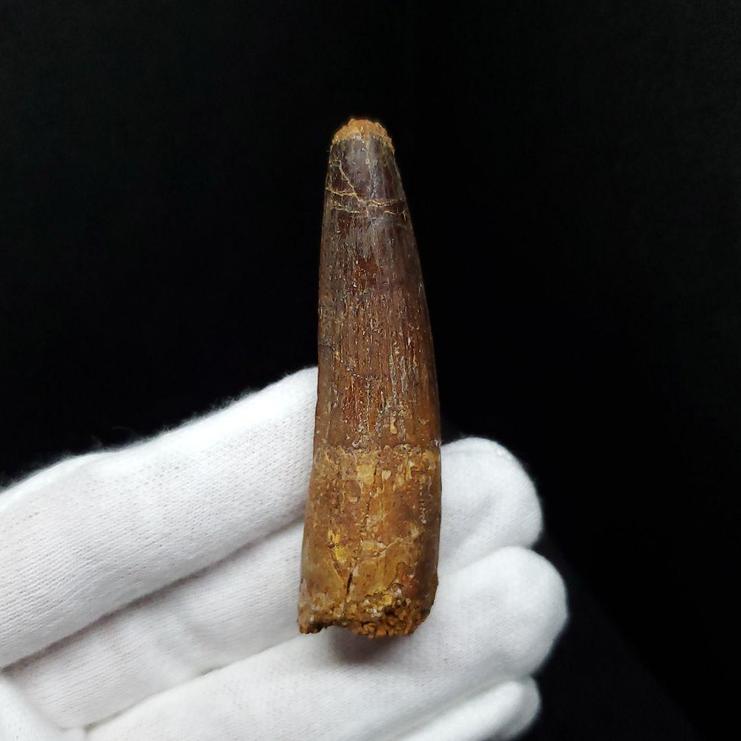 スピノサウルス 本物 モロッコ産 59.65mm  sp448