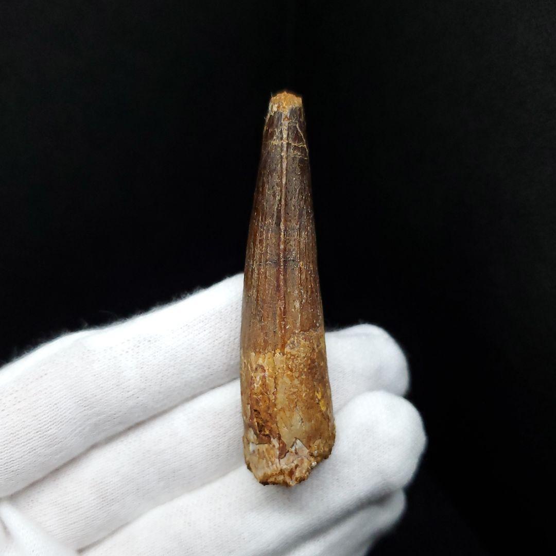 スピノサウルス 本物 モロッコ産 59.65mm  sp448