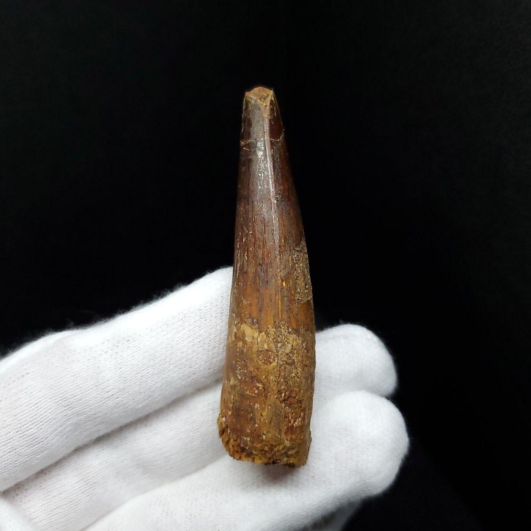 スピノサウルス 本物 モロッコ産 59.65mm  sp448