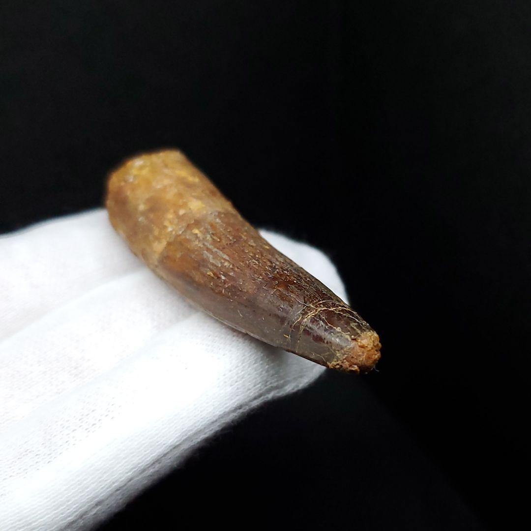 スピノサウルス 本物 モロッコ産 59.65mm  sp448