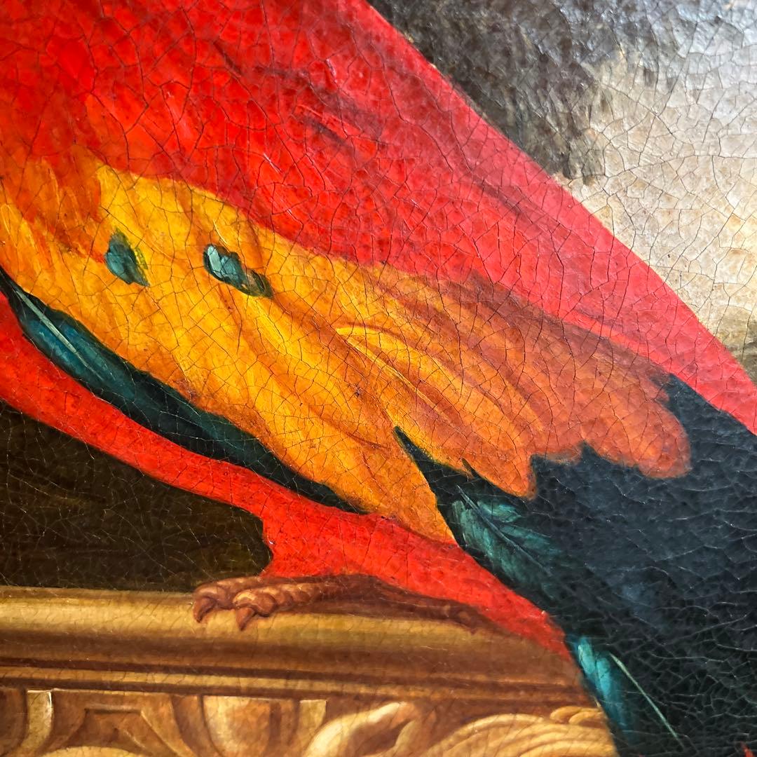 Montanari Papagallo 油彩画 50x70 cm