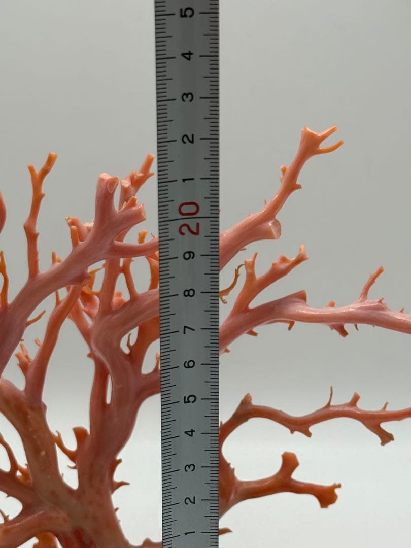 發財樹　縁起物　本珊瑚　重さ約340g 送料込み250814