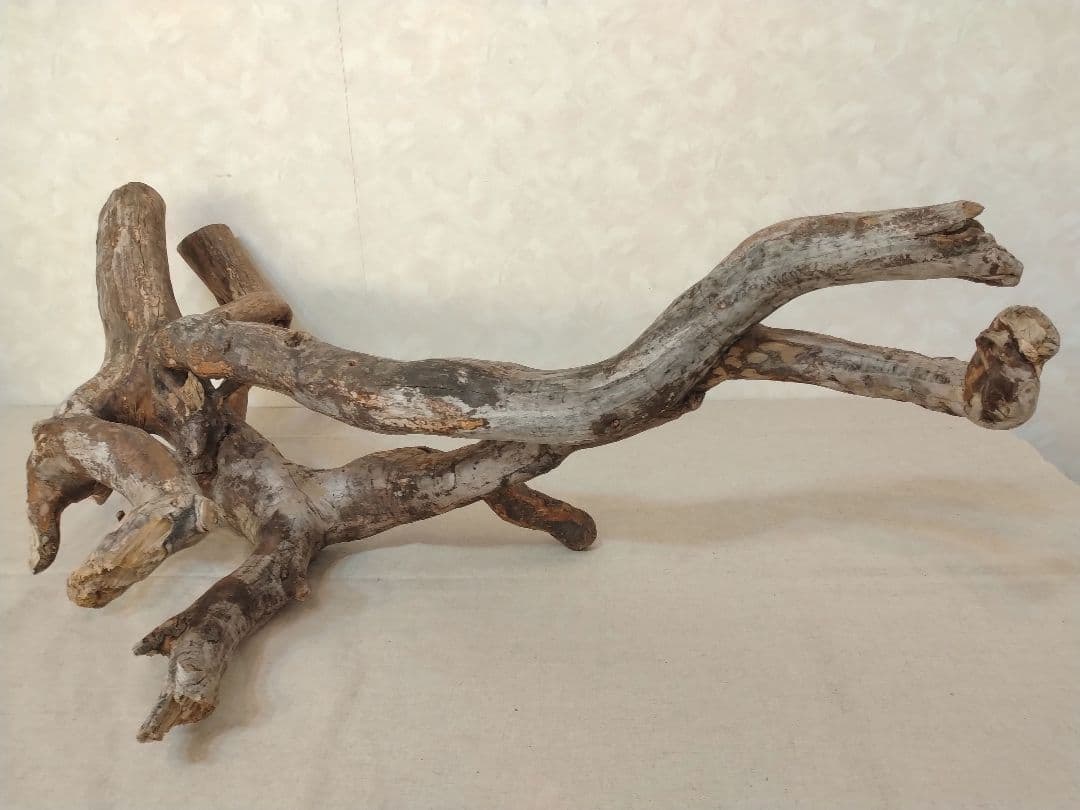 【超希少】アクアリウム・DIY向け 超特大塊根ブランチウッド流木 約80cm