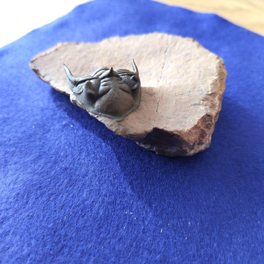 超美麗！ メタカンティナ 三葉虫 希少 最高級