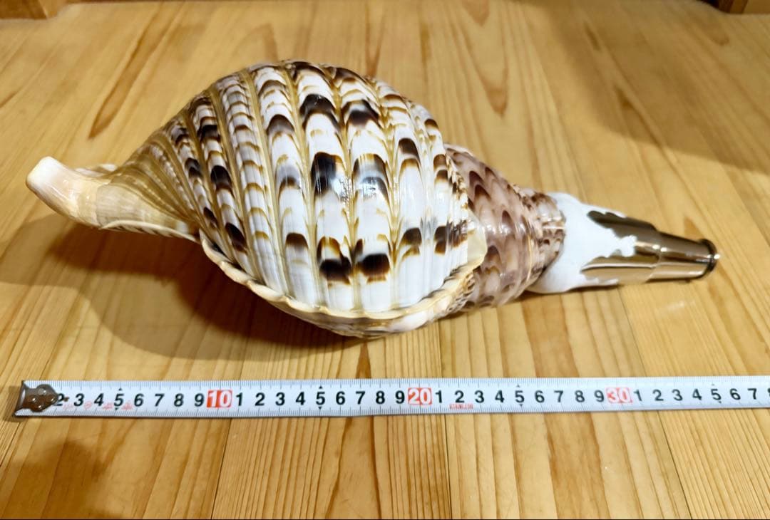 修験道法螺貝　山伏　密教　魔除け　熊よけ❣️ホラガイ　ほら貝