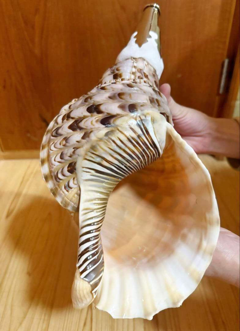 修験道法螺貝　山伏　密教　魔除け　熊よけ❣️ホラガイ　ほら貝