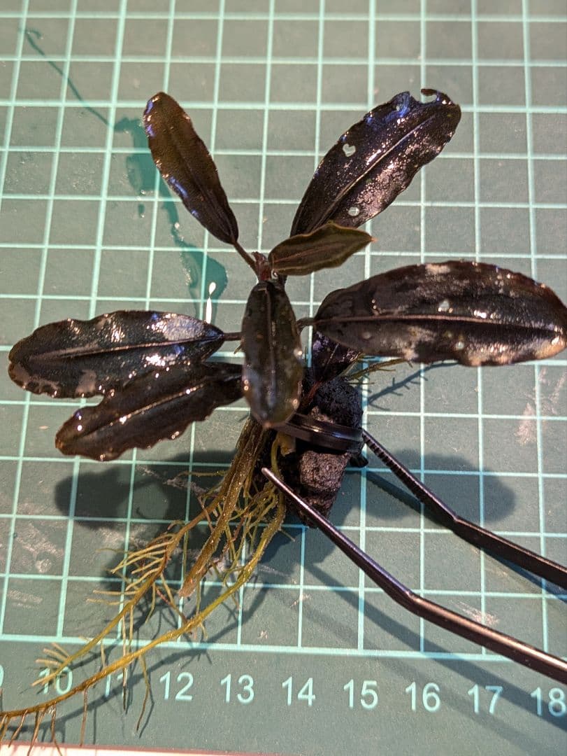 ブセファランドラsp.ギャラクシーメタリックミッドナイトブルー　完全水中葉