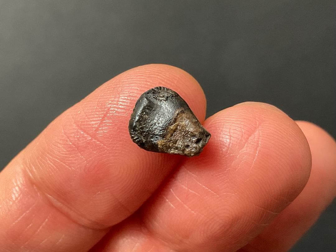 恐竜の歯 トリケラトプス [TR95] 化石 希少