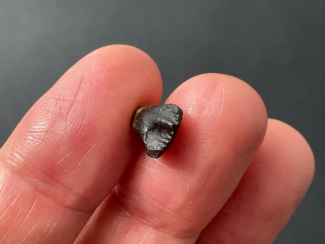 恐竜の歯 トリケラトプス [TR95] 化石 希少