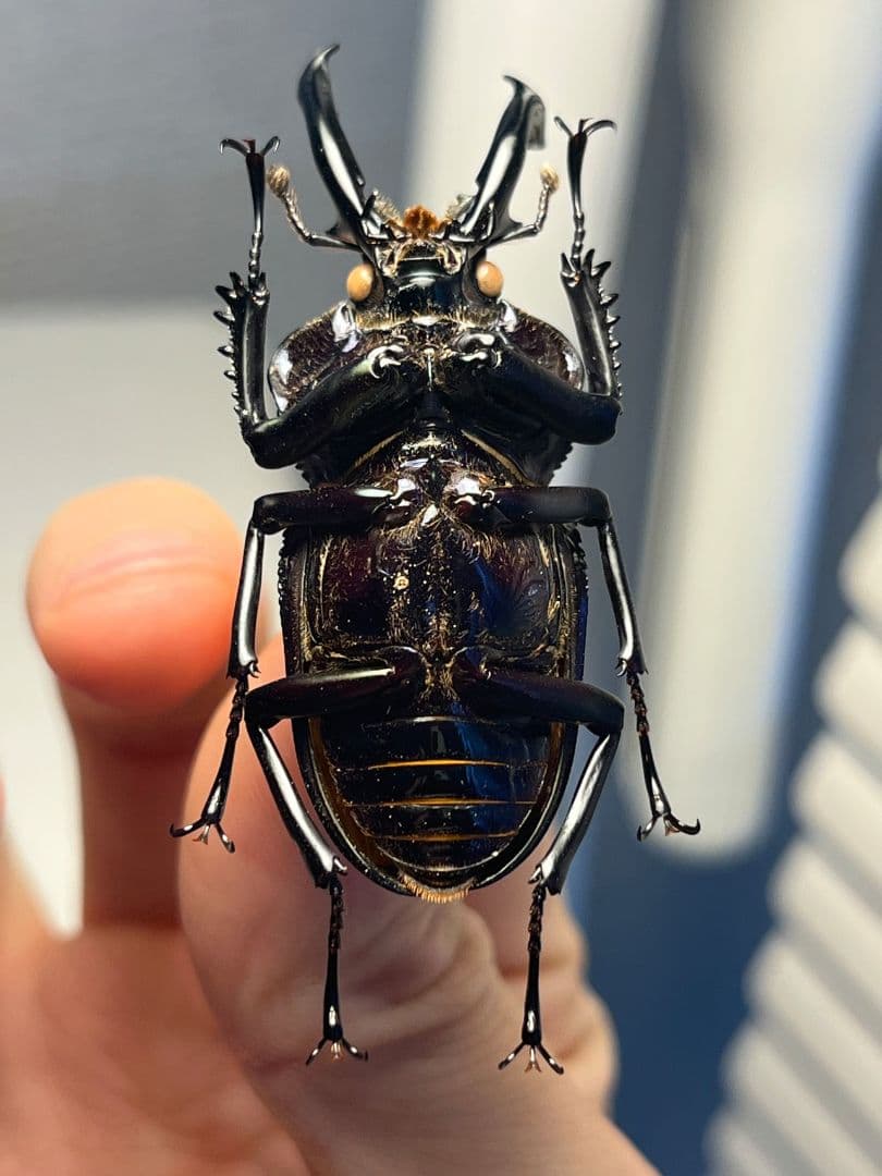 【標本】ニジイロクワガタ オウゴンオニクワガタ ピカール血統 ブルー系統