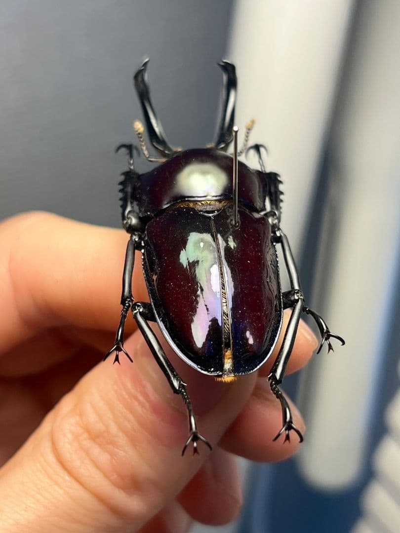 【標本】ニジイロクワガタ オウゴンオニクワガタ ピカール血統 ブルー系統