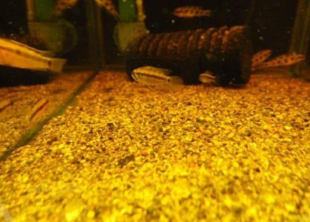 大小様々　無農薬マジックリーフ　天然ももたまな葉　1500　枚