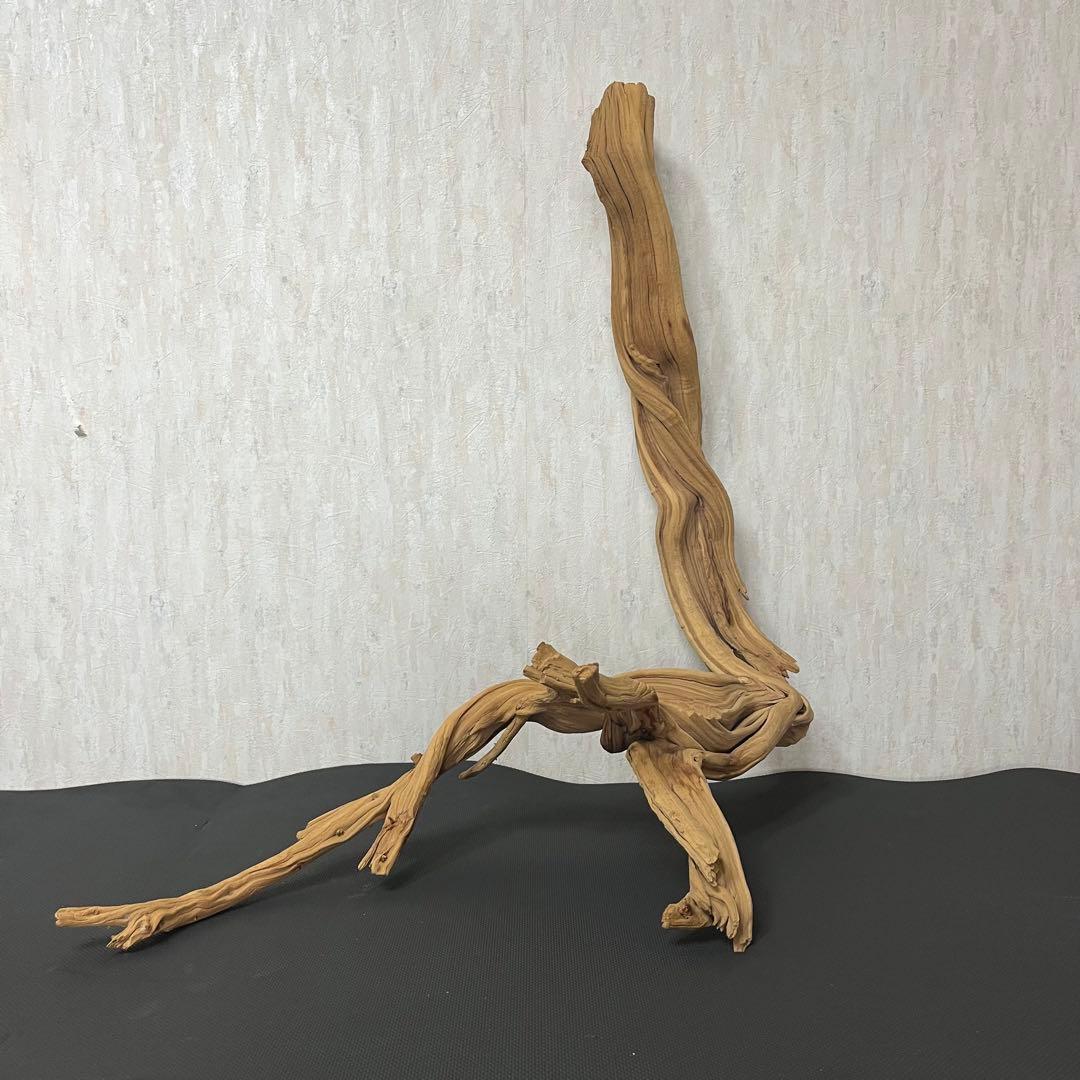 ADA ブランチウッド 流木 アクアリウム パルダリウム ビッグサイズ