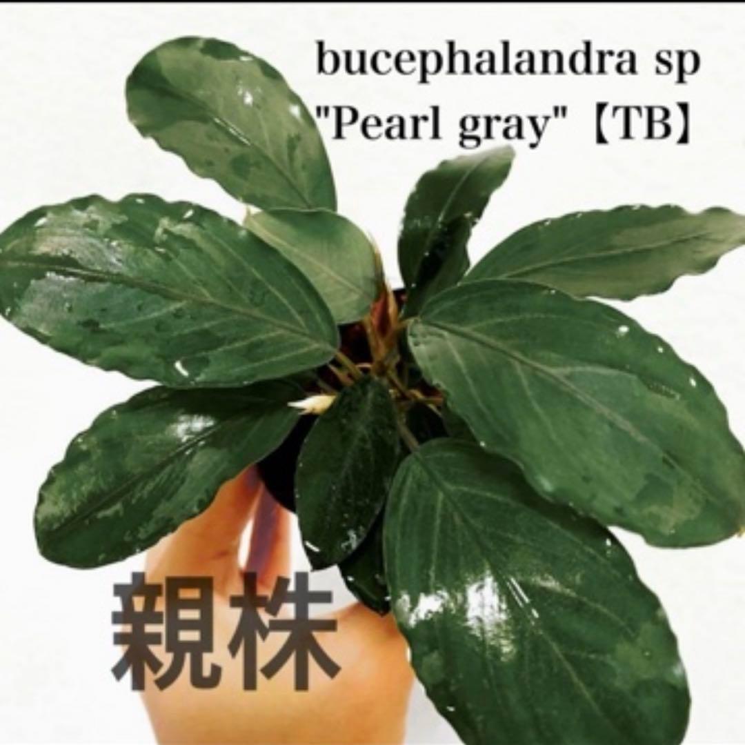 【子株】ブセファランドラ　パールグレー　TB便