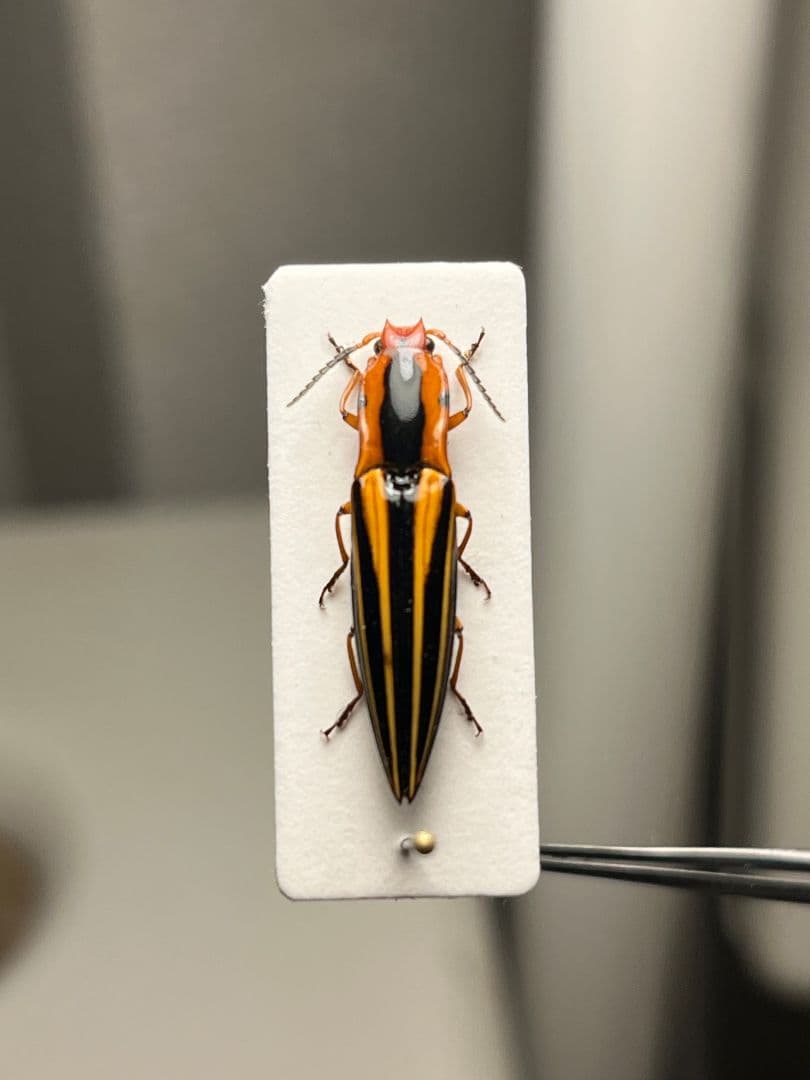 【24mm】フェラーリコメツキムシ に酷似 アングラトゥスミカドコメツキムシ標本