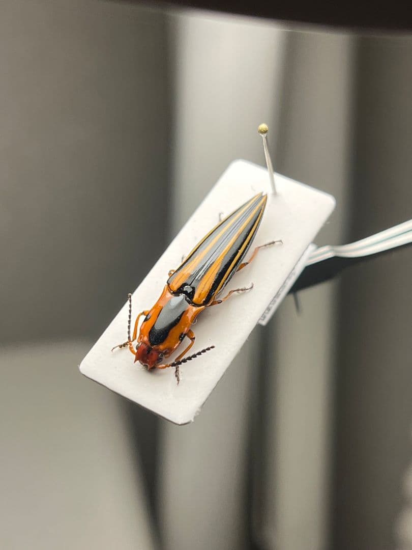 【24mm】フェラーリコメツキムシ に酷似 アングラトゥスミカドコメツキムシ標本