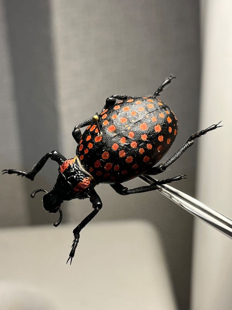 【37mm】ベニモンオオタマゾウムシ 標本 Brachycerus タマムシ