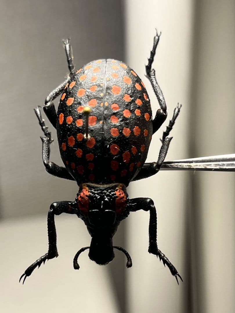 【37mm】ベニモンオオタマゾウムシ 標本 Brachycerus タマムシ