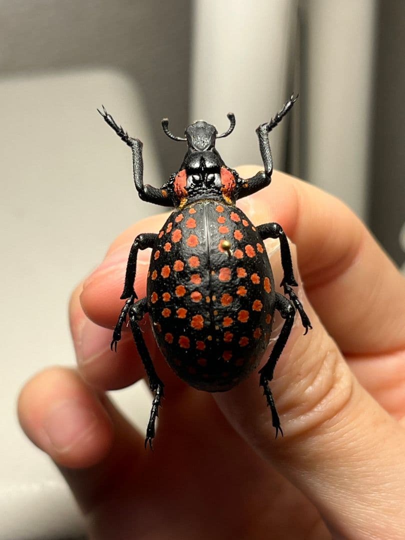 【37mm】ベニモンオオタマゾウムシ 標本 Brachycerus タマムシ