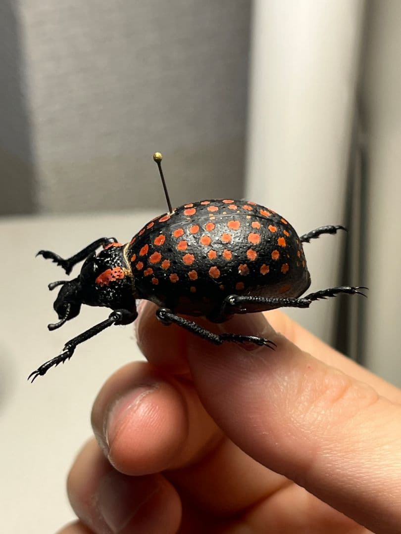 【37mm】ベニモンオオタマゾウムシ 標本 Brachycerus タマムシ