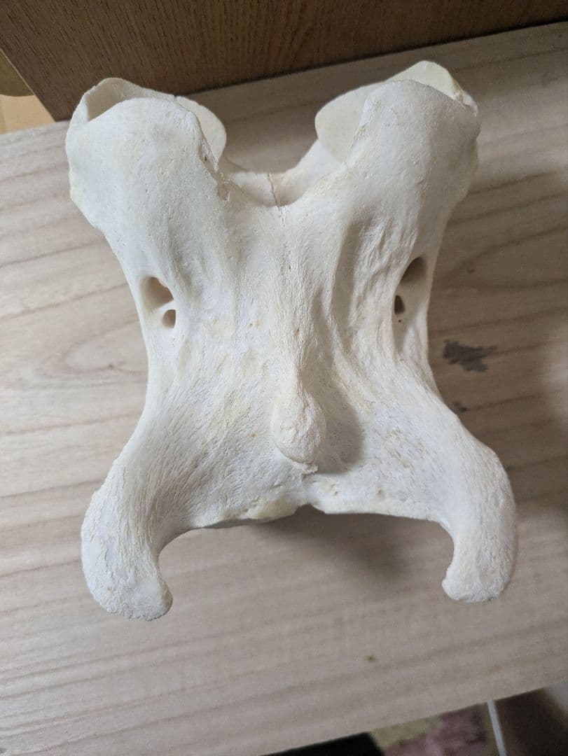 ケープキリン第1頚椎 骨格標本 頭骨 剥製