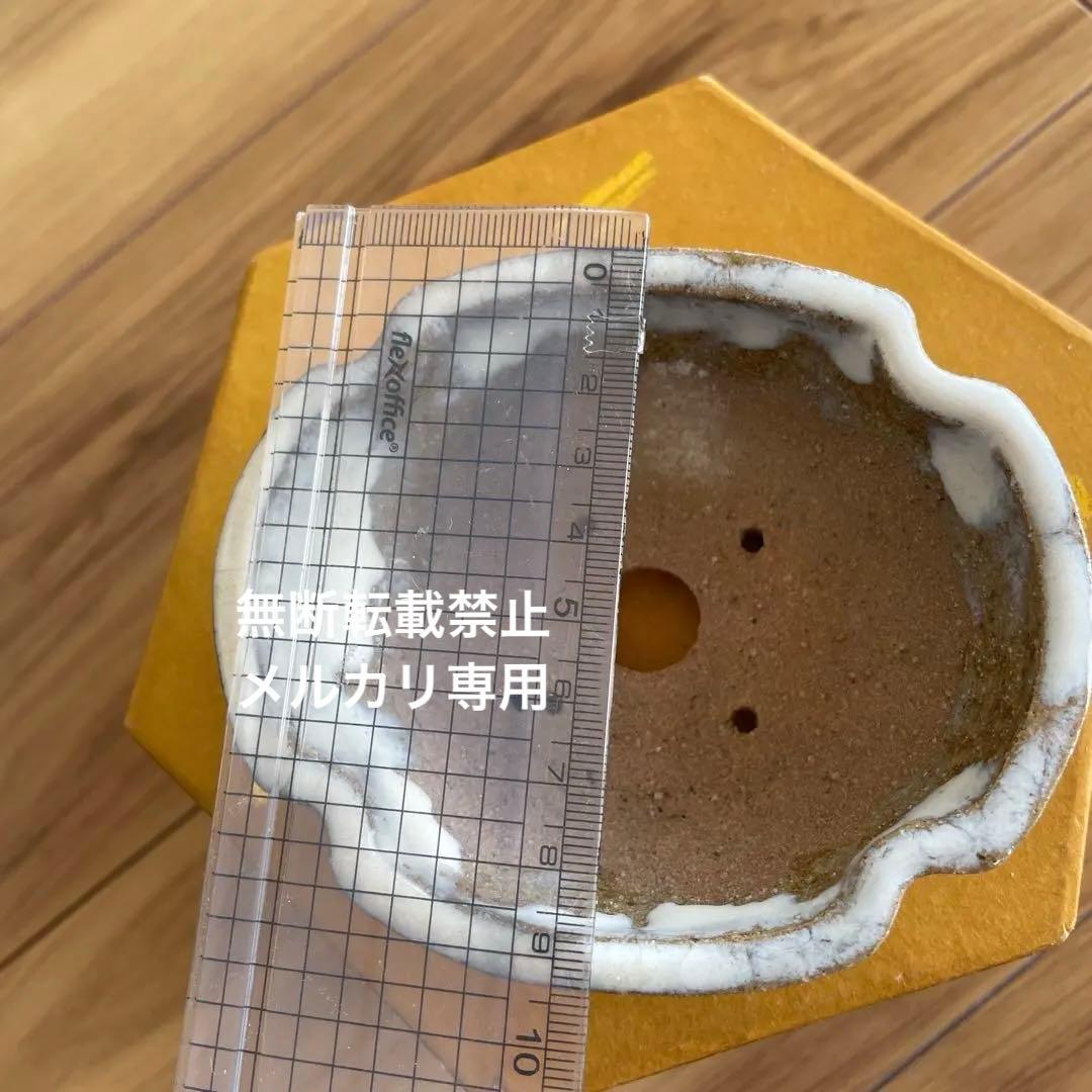 ミニ盆栽鉢　桑津香石　絵鉢　梅　鳥　雪　小品盆栽