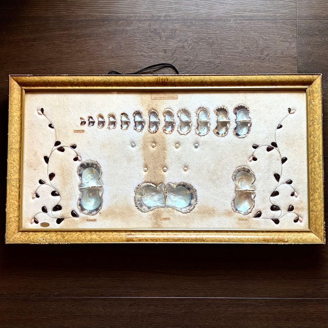 真珠貝　真珠　パール　ツインパール　標本　インテリアアンティーク