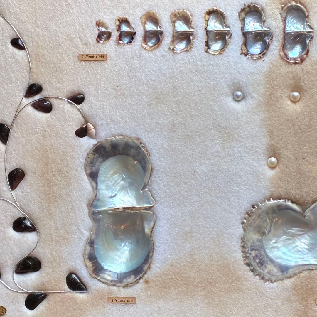 真珠貝　真珠　パール　ツインパール　標本　インテリアアンティーク