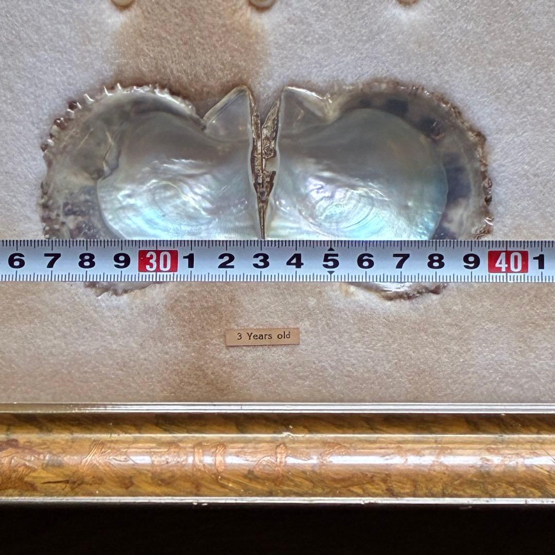 真珠貝　真珠　パール　ツインパール　標本　インテリアアンティーク