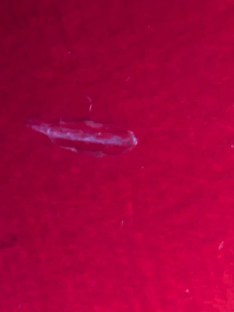 Aria WH30 アコースティックギター