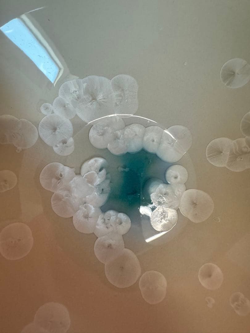 2025 平安橘吉　月華　鉢　未使用