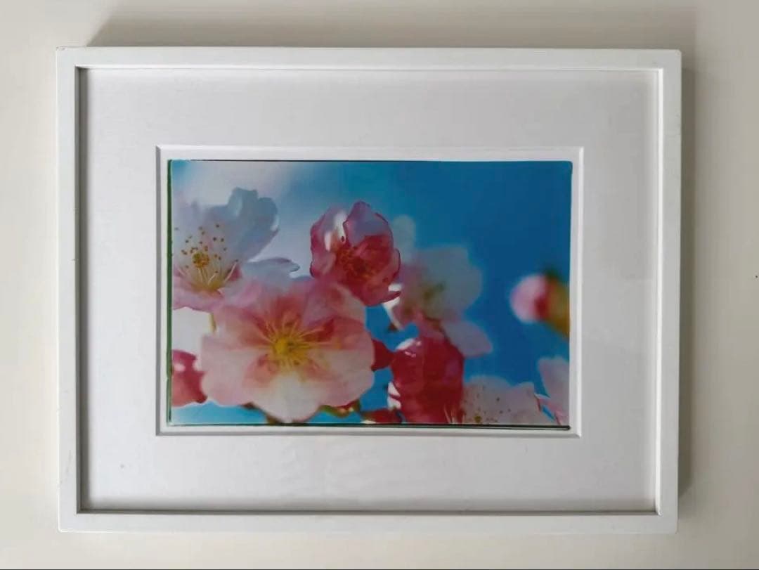 蜷川実花 Mika Ninagawa 桜 写真 GALLERY TAGBOAT