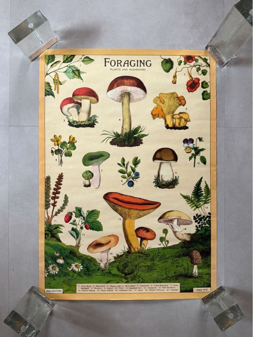古着 ビンテージ USA きのこ 植物図鑑 サイケデリック ポスター 希少 美品