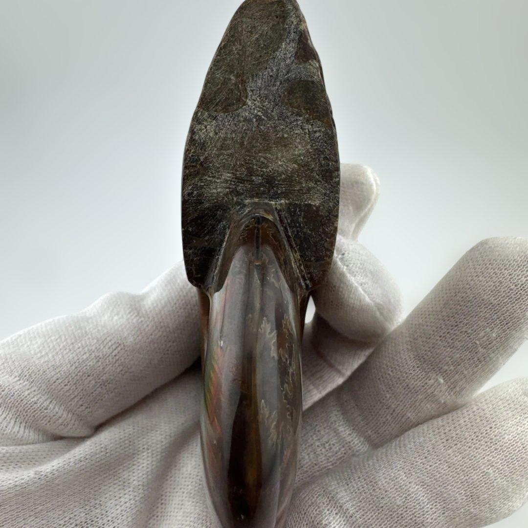 G-3 アンモナイト化石　ファイア　マダガスカル産