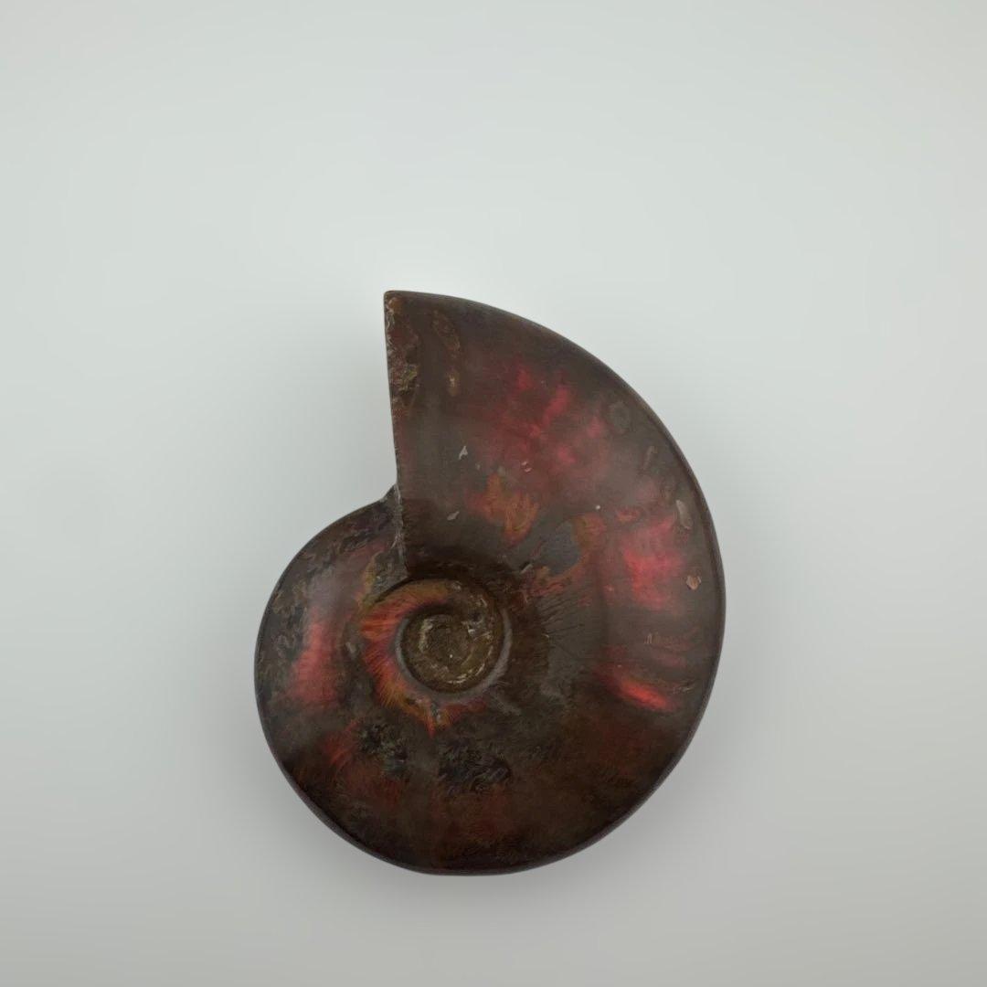 G-3 アンモナイト化石　ファイア　マダガスカル産