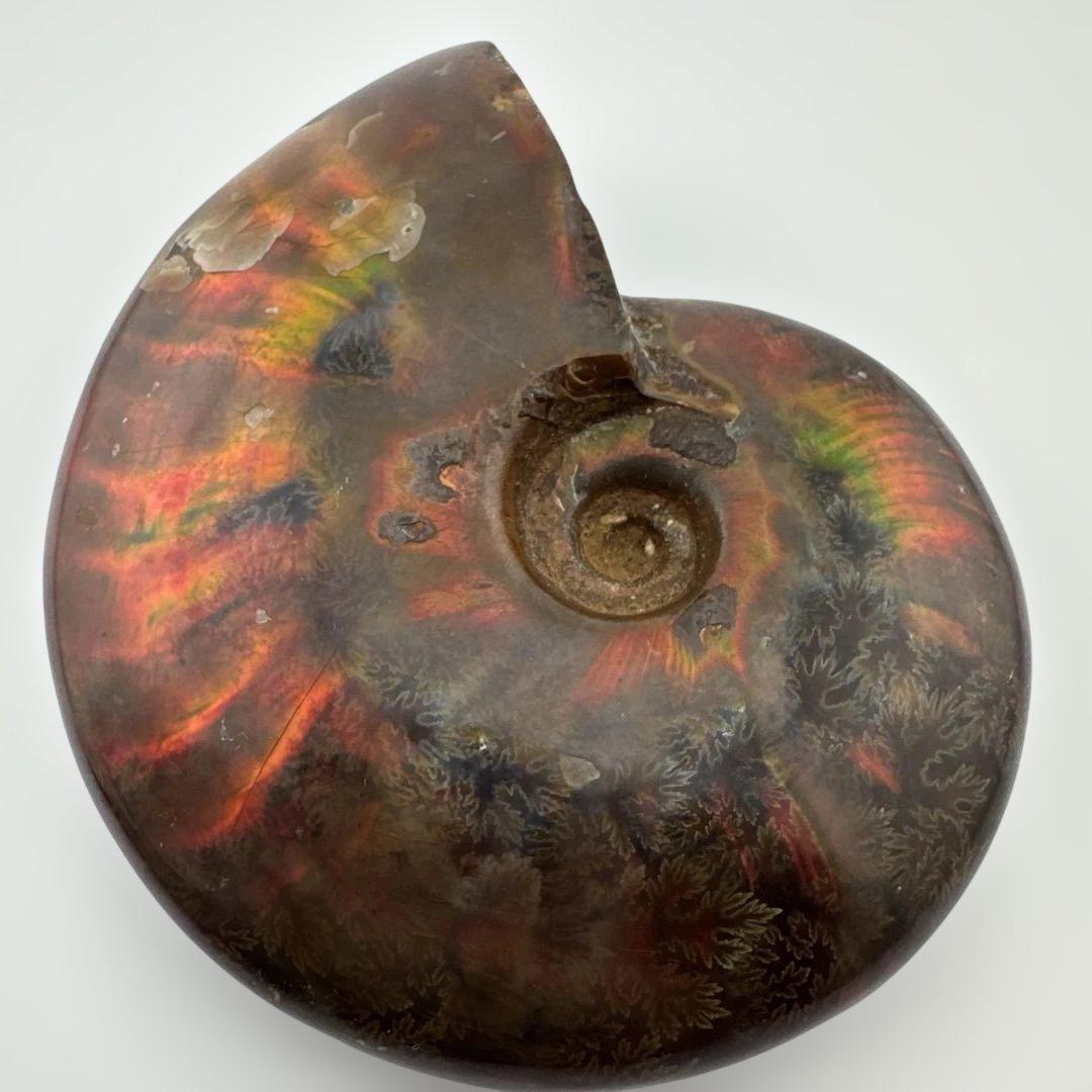 G-3 アンモナイト化石　ファイア　マダガスカル産