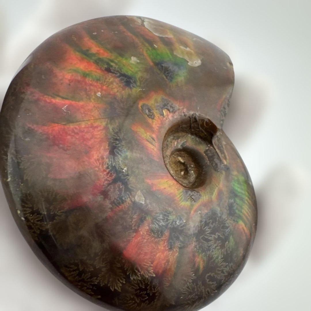 G-3 アンモナイト化石　ファイア　マダガスカル産