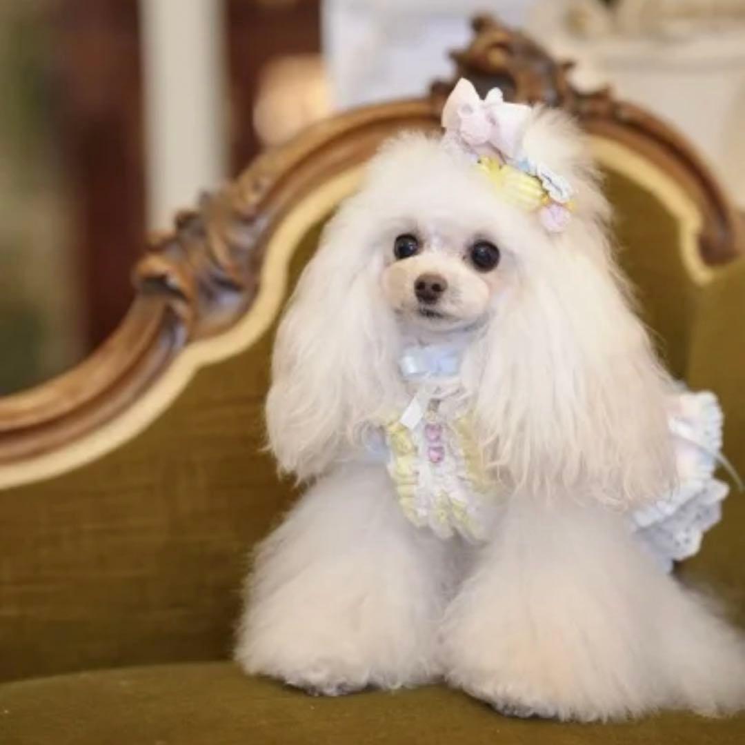 Miss Blue Pet Alice 美品　セット販売