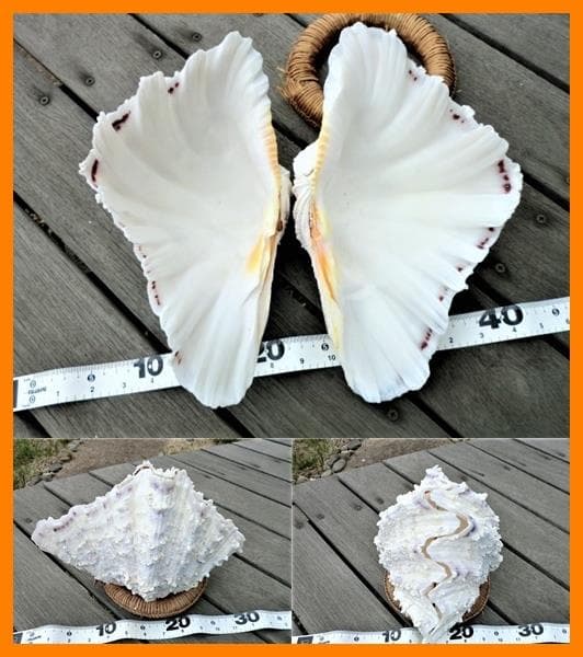 シャゴウガイ(シャコ貝)約30㎝ 石垣産 自然採取 漂白済み  特大美品 超レア