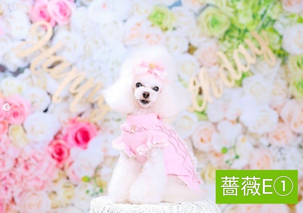 背景布×10枚+2　ペット撮影用フォトブース　トリミングチョーカー販売中