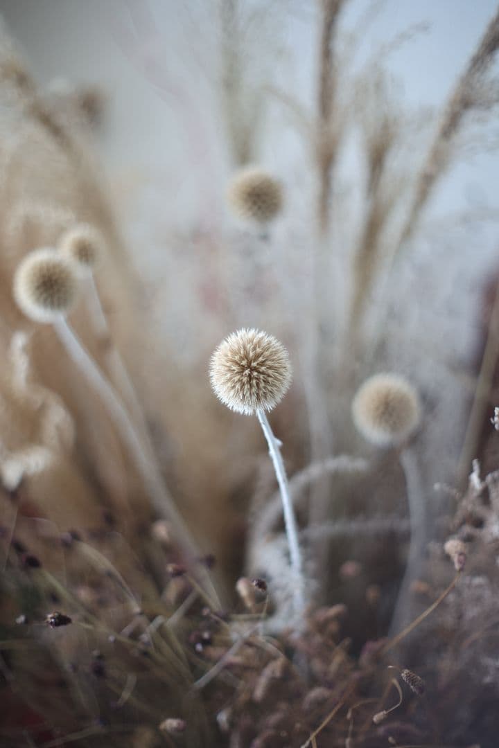 CANON FL 50mm F1.4 （Ⅰ） 【光学美品・分解清掃済】