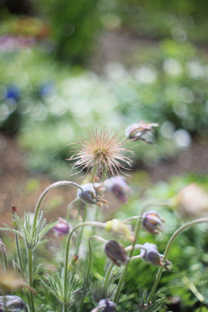 CANON FL 50mm F1.4 （Ⅰ） 【光学美品・分解清掃済】