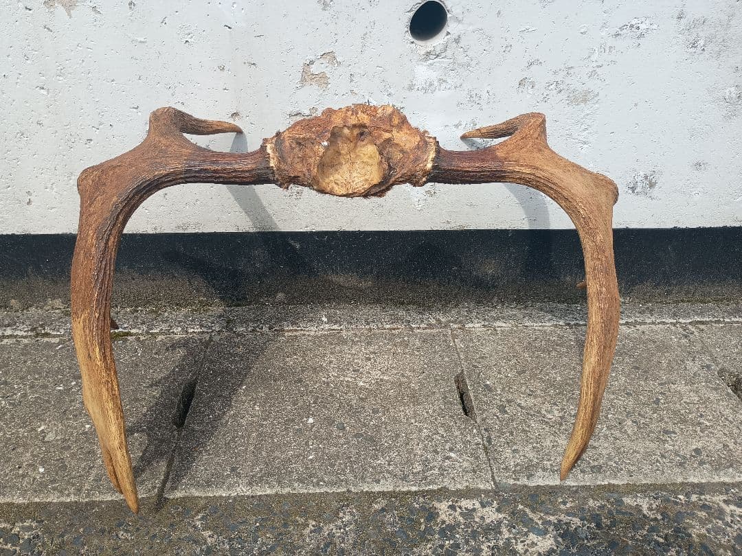 ムース　ヘラジカ　ヘラ鹿　角　ハンティングトロフィー　 オブジェ インテリア