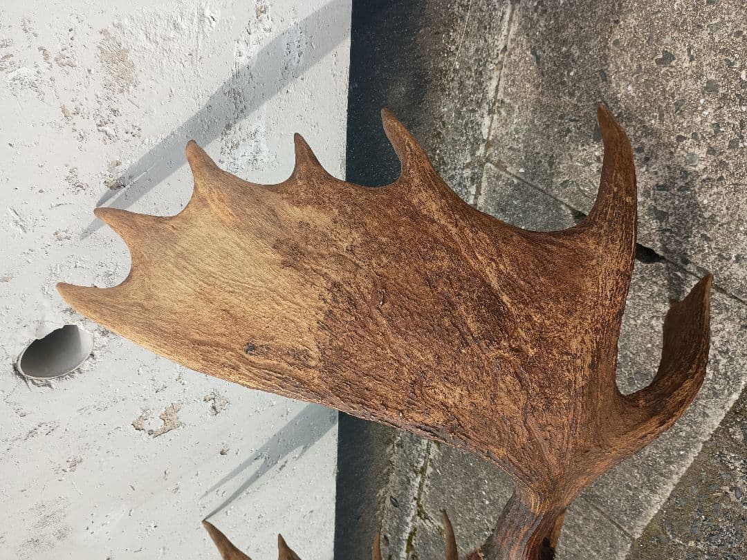 ムース　ヘラジカ　ヘラ鹿　角　ハンティングトロフィー　 オブジェ インテリア