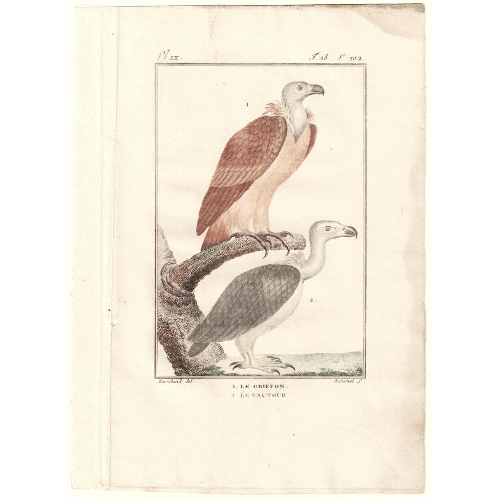 シロエリハゲワシとハゲタカの博物図版　アンティーク　版画　フランス　1700年代