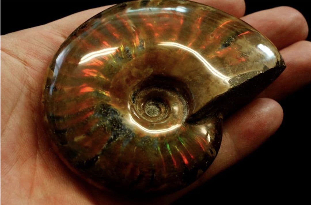 化石 アンモナイト オパール化 虹色！ 鉱物 観賞石 インテリア