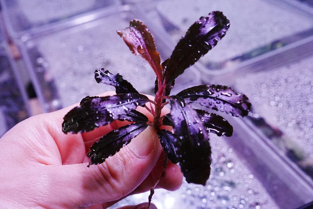 クダガン　20株　ブセファランドラ　水上葉　組織培養　水草セット