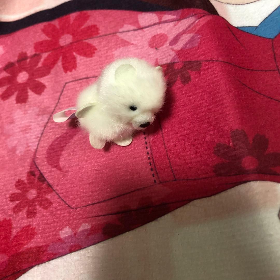 白狐のぬいぐるみ