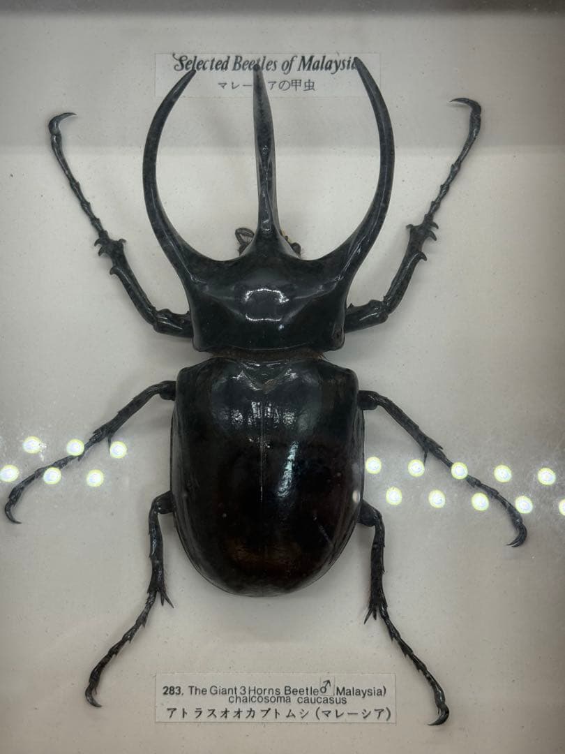 カブトムシ　昆虫標本　額装　送料込み251211